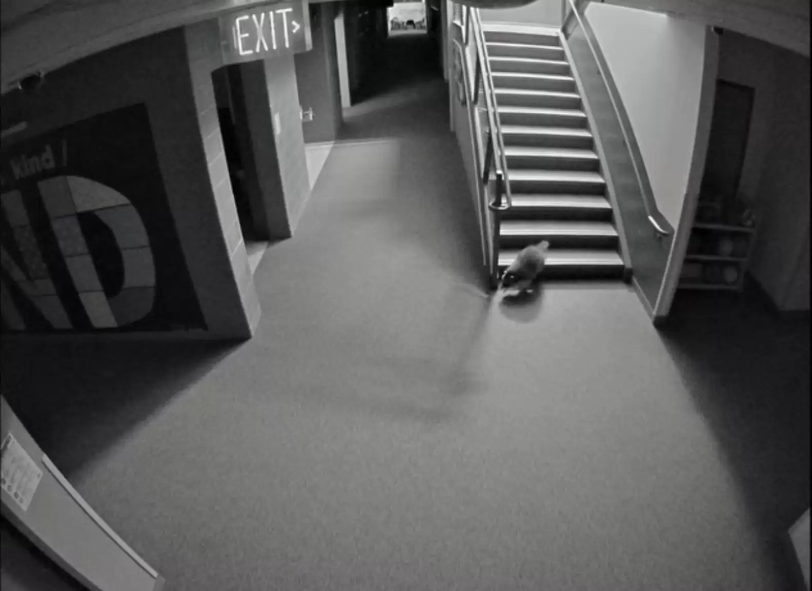 raccoon running in school