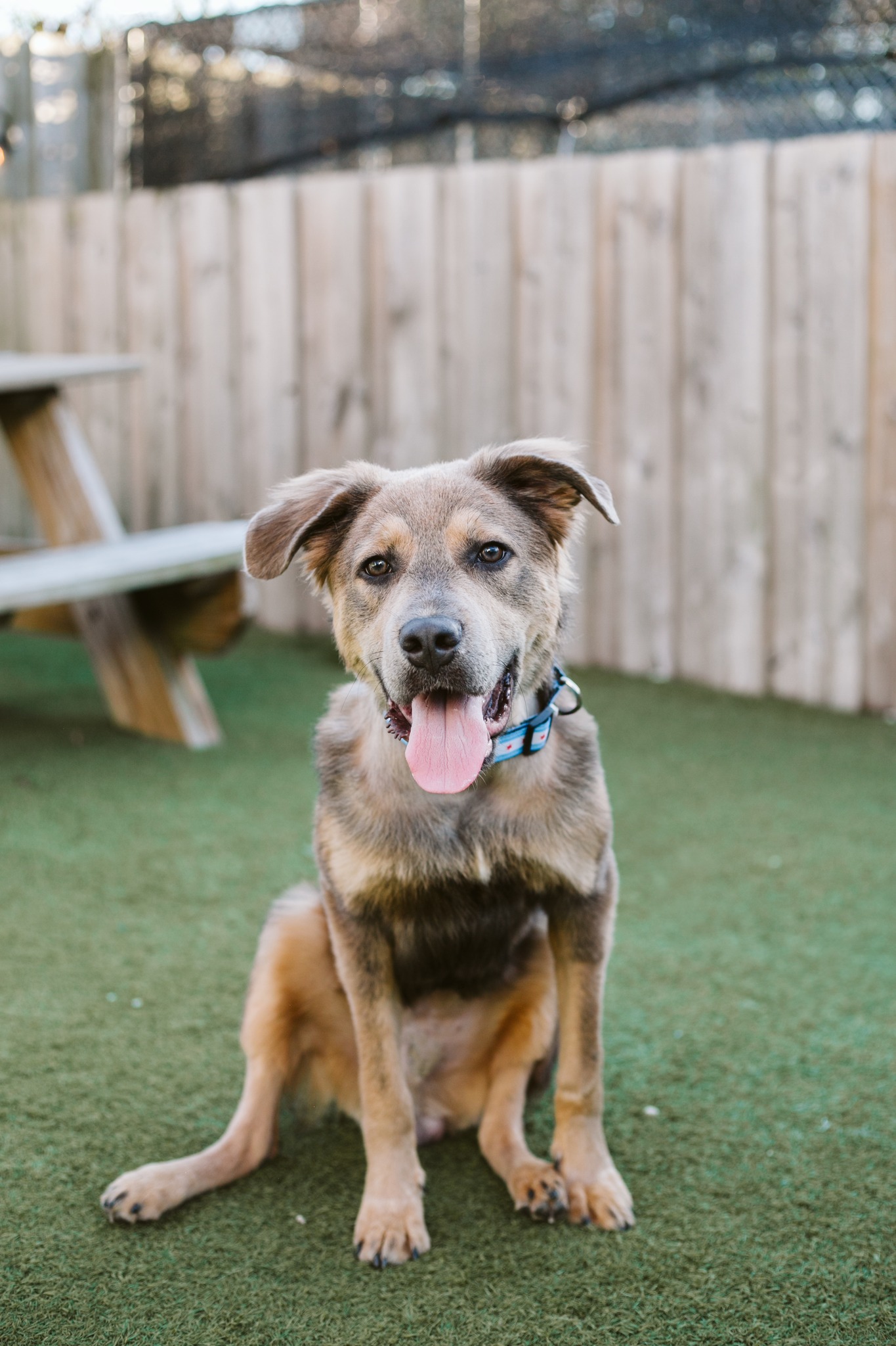 recovered dog