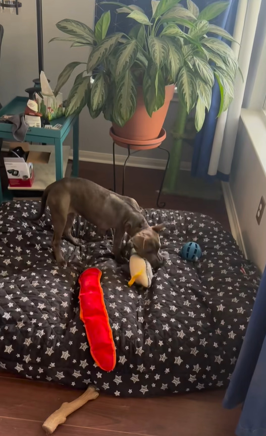recovered dog