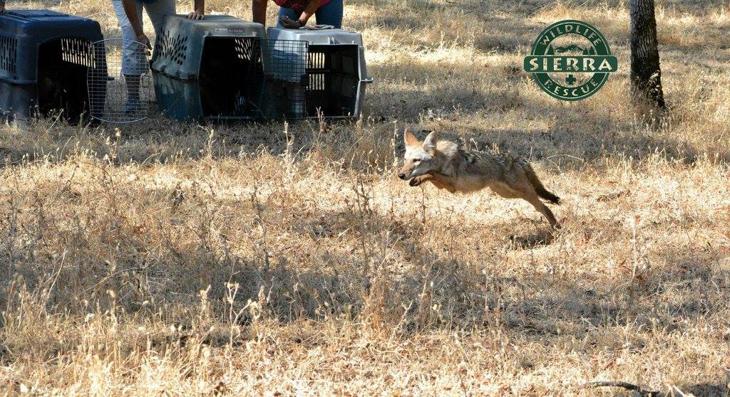 releasing a coyote into wild