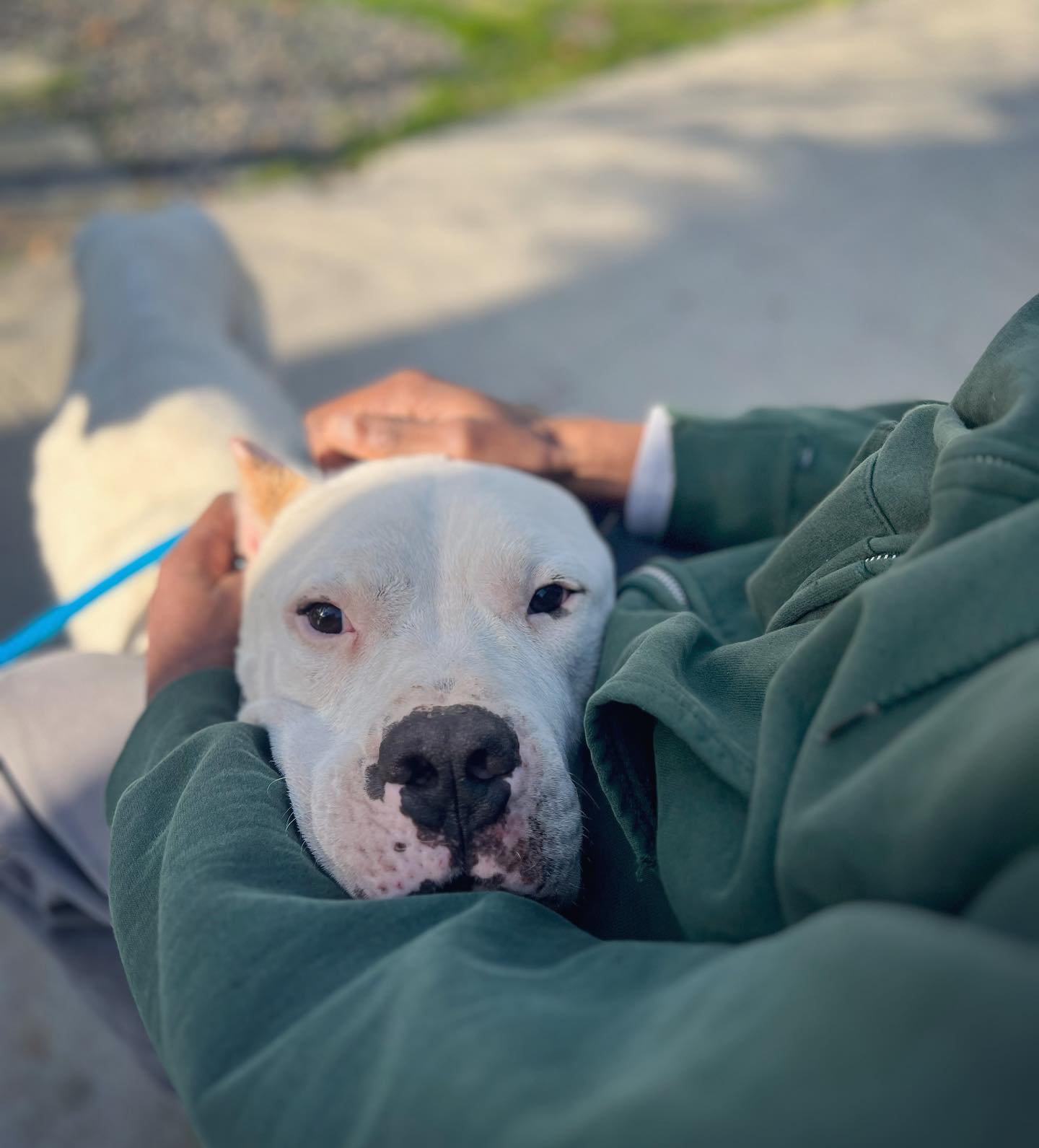 rescue dog in persons lap