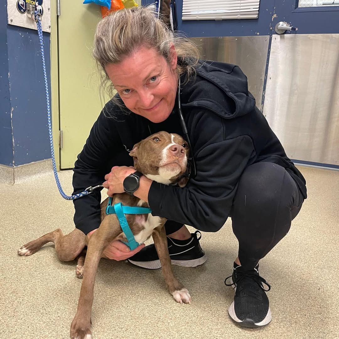 rescue dog in shelter