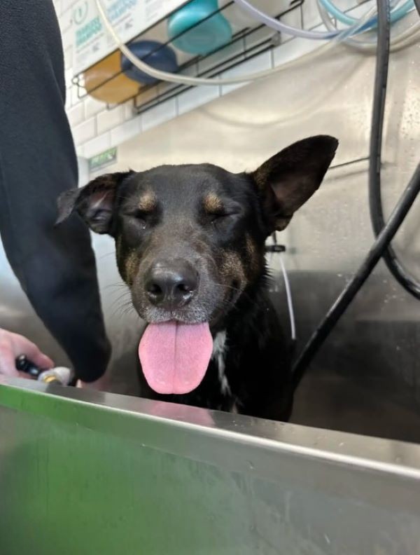 rescue dog smiling