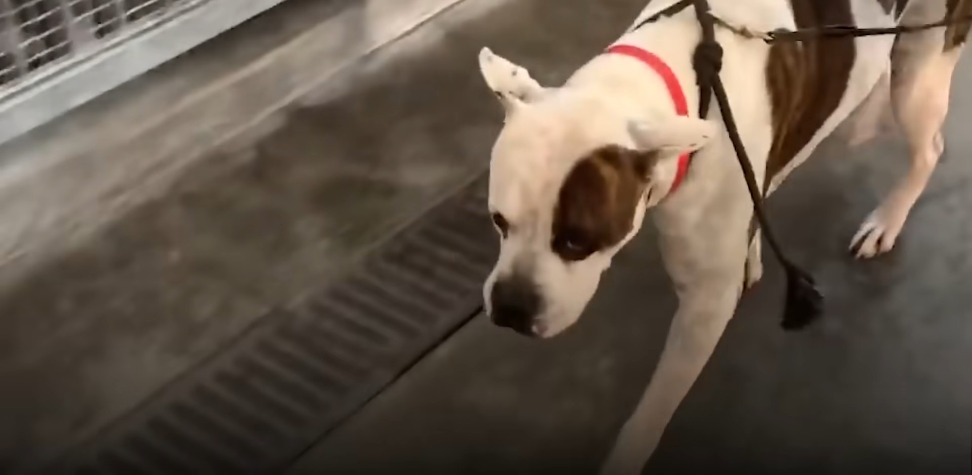 rescue dog walking