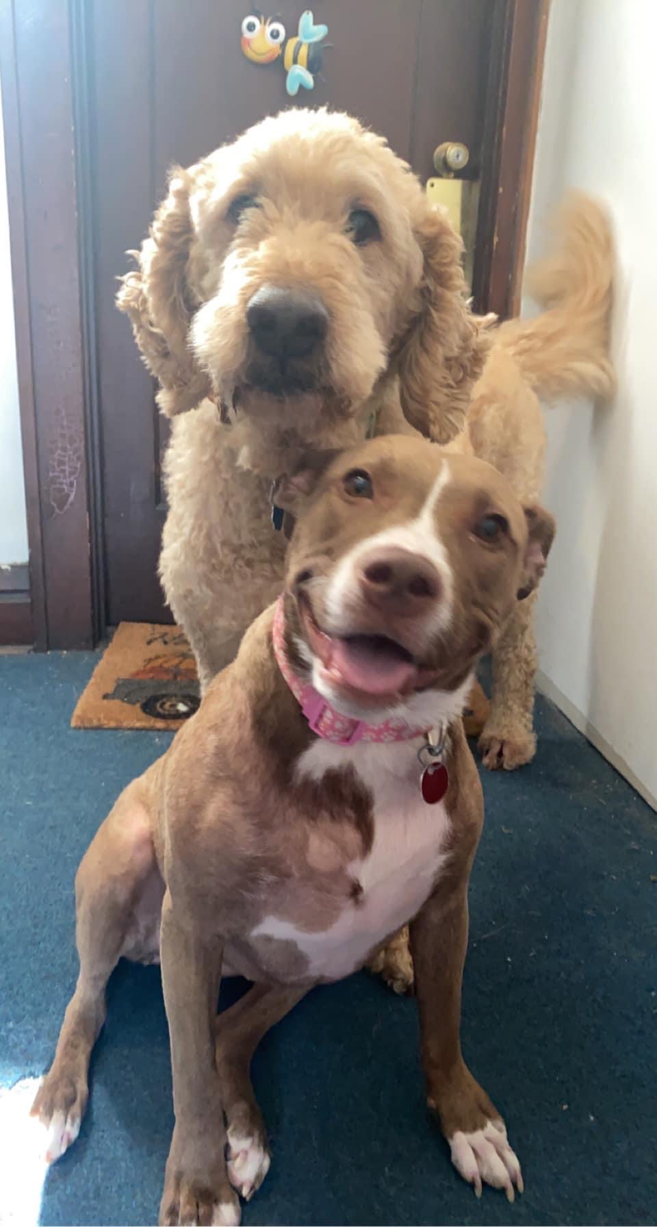 rescue dog with a sibling