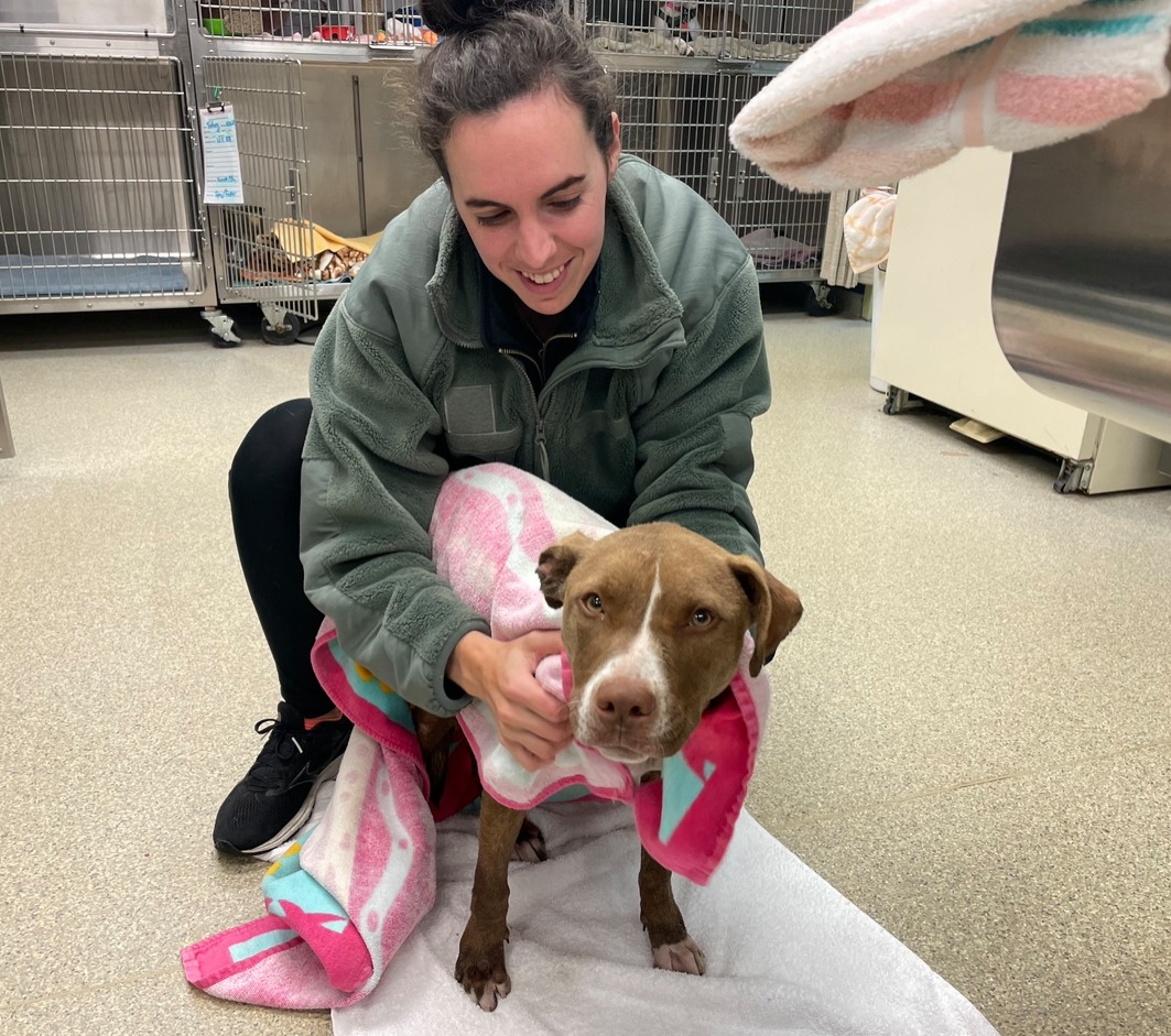 rescue dog with a volunteer