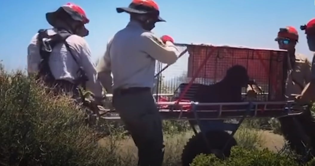 rescuers and dog