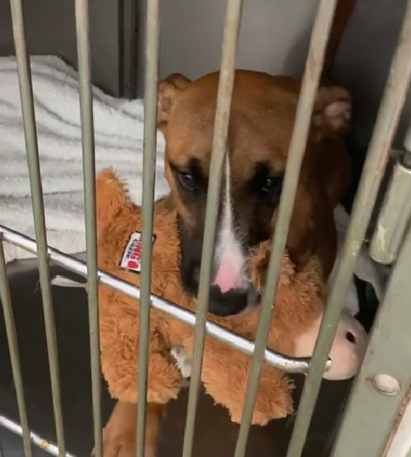 reutrned dog in shelter