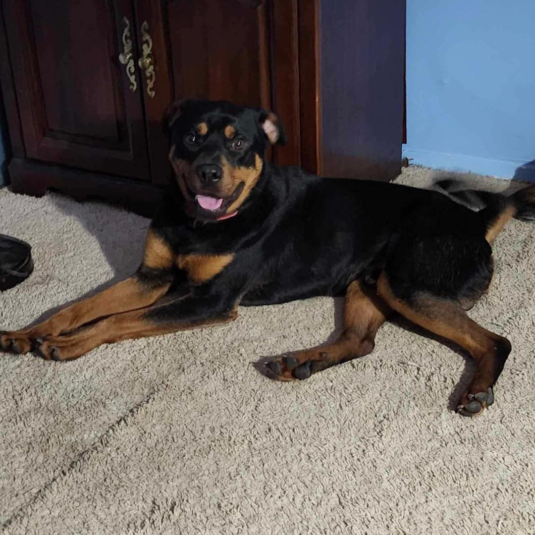 rottweiler in a house