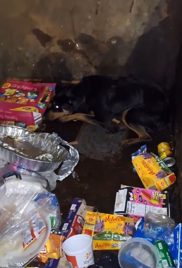 rottweiler in dumpster