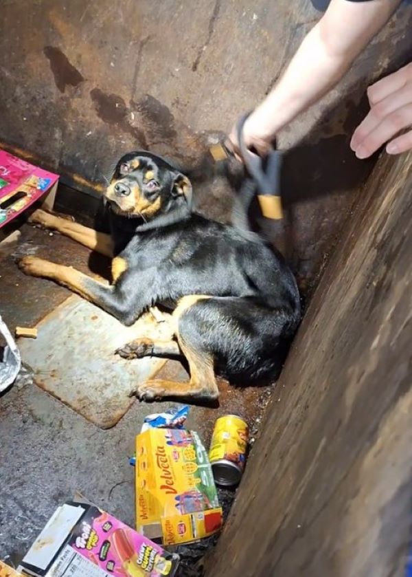 rottweiler in trash