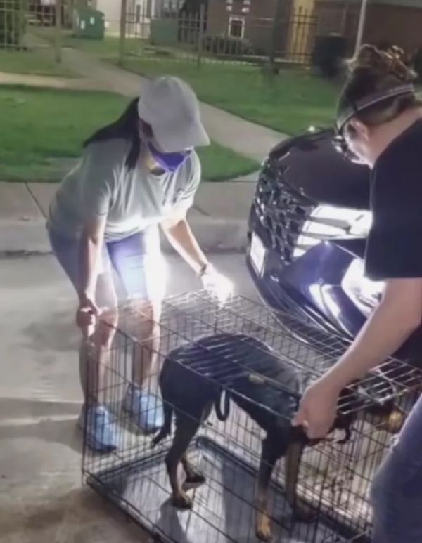 rottweiler saved by rescuers