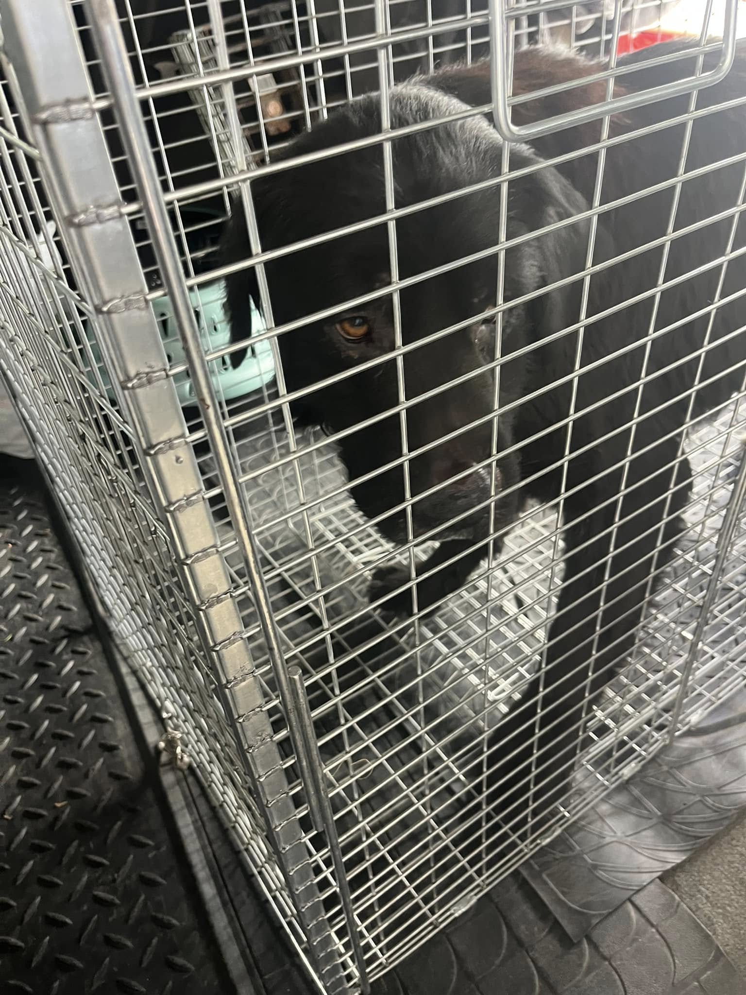 sad black dog