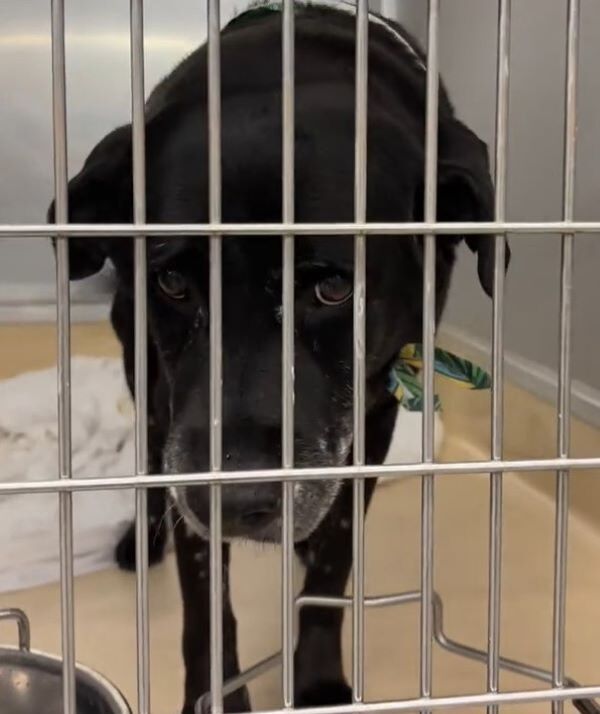 sad black dog in shelter