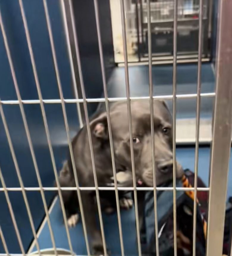 sad black dog in shelter