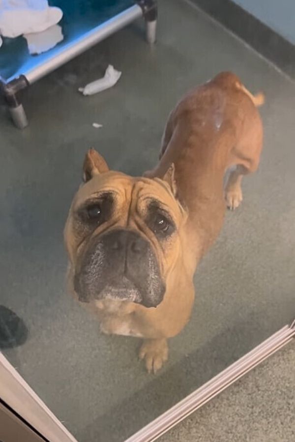 sad brown dog