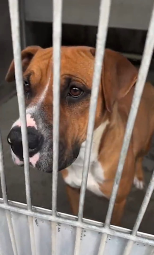 sad brown dog