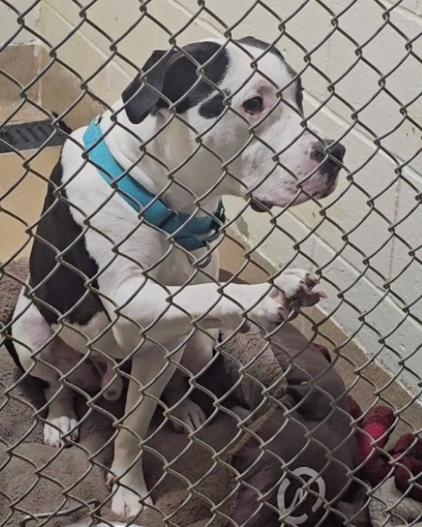 sad dog behind the bars