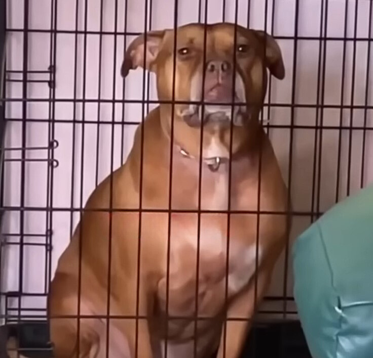 sad dog in cage