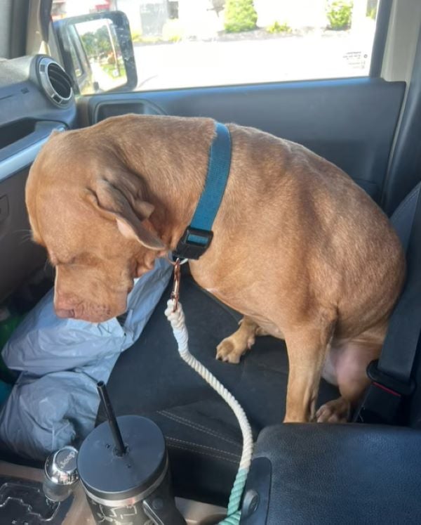 sad dog in car