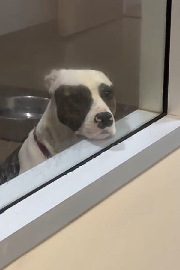 sad dog in kennel