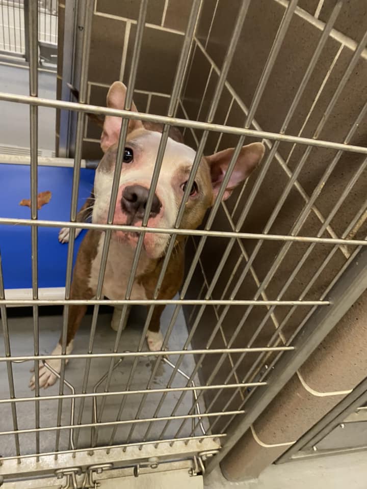 sad dog in kennel
