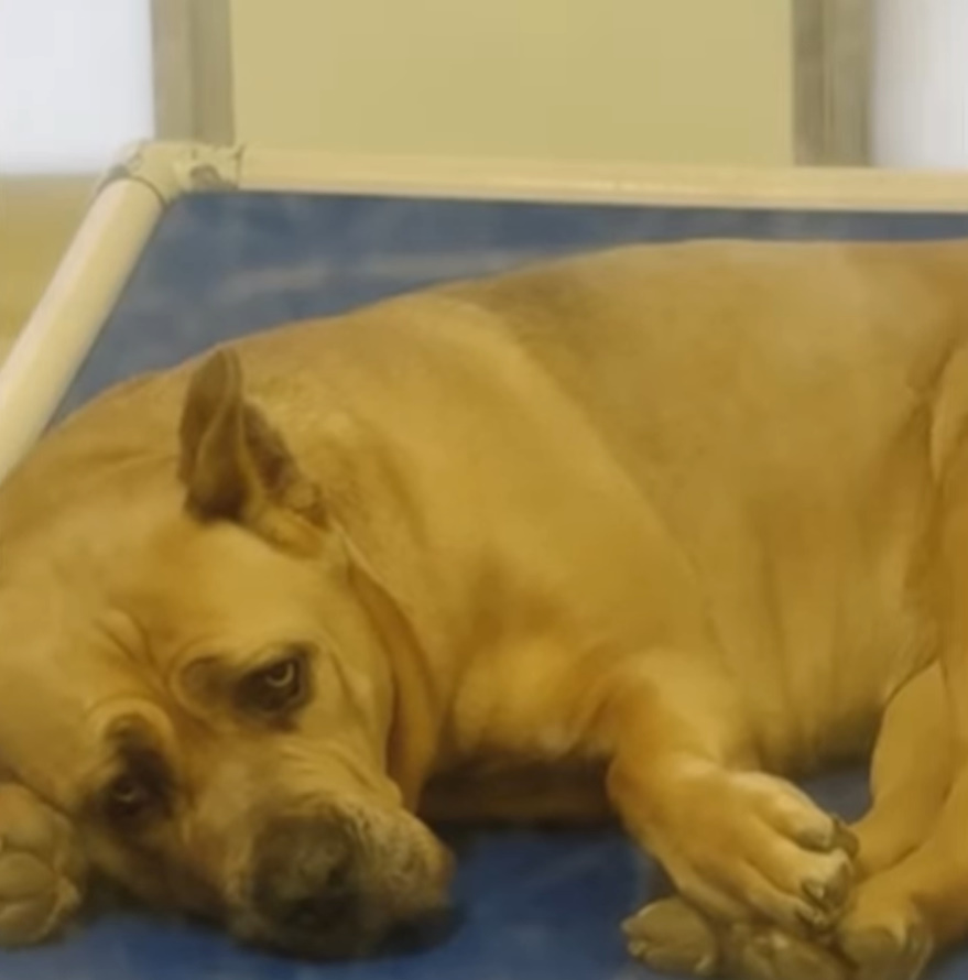 sad dog in shelter