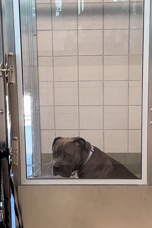 sad dog in shelter