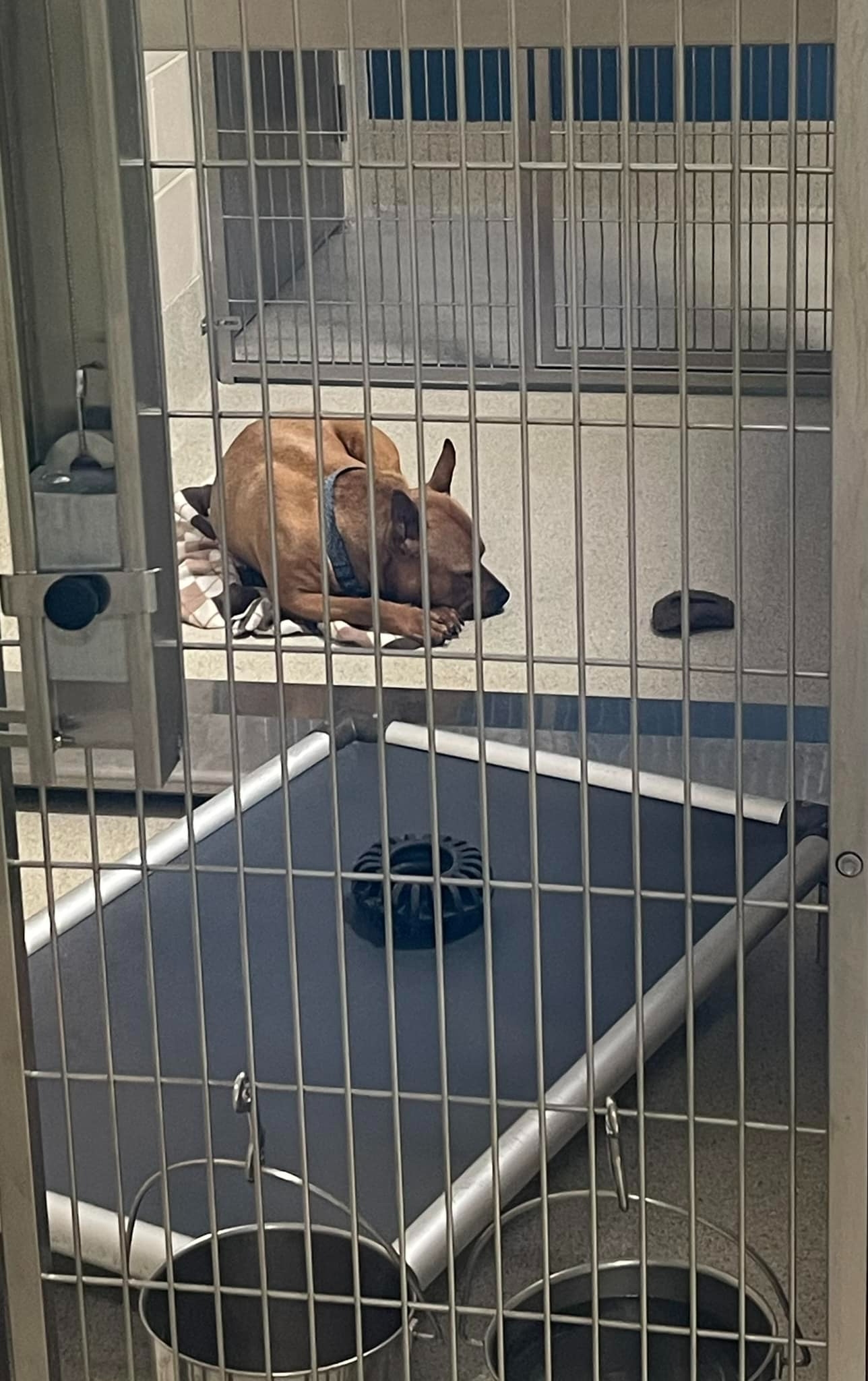 sad dog in shelter