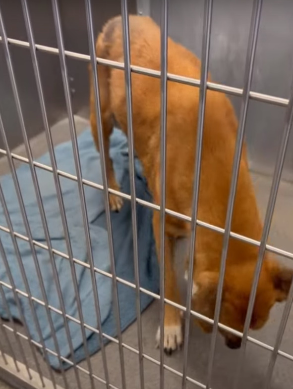 sad dog in shelter
