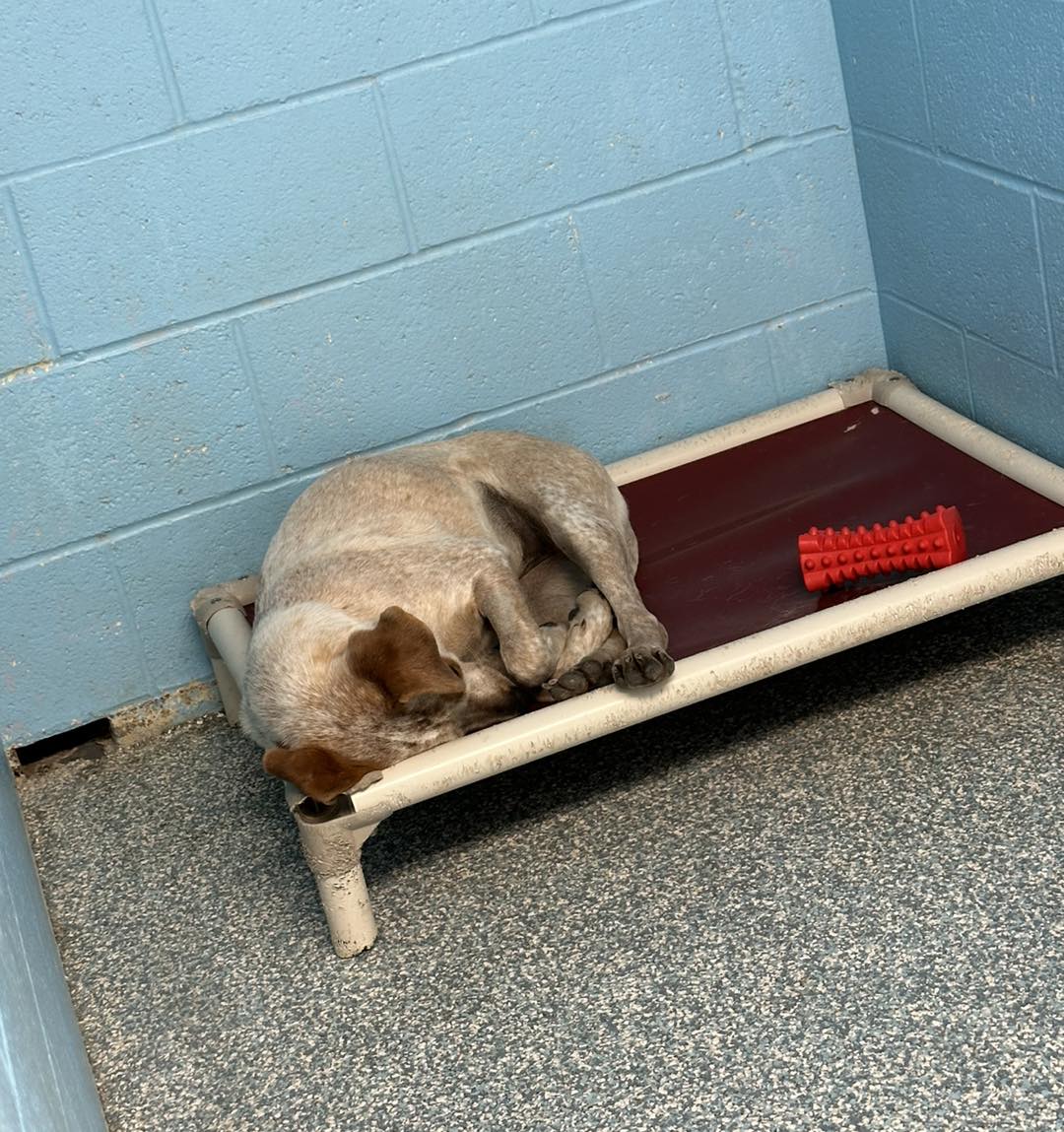 sad dog laying down
