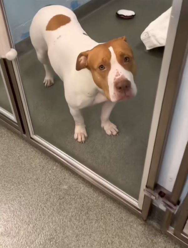 sad dog looking through kennel window 
