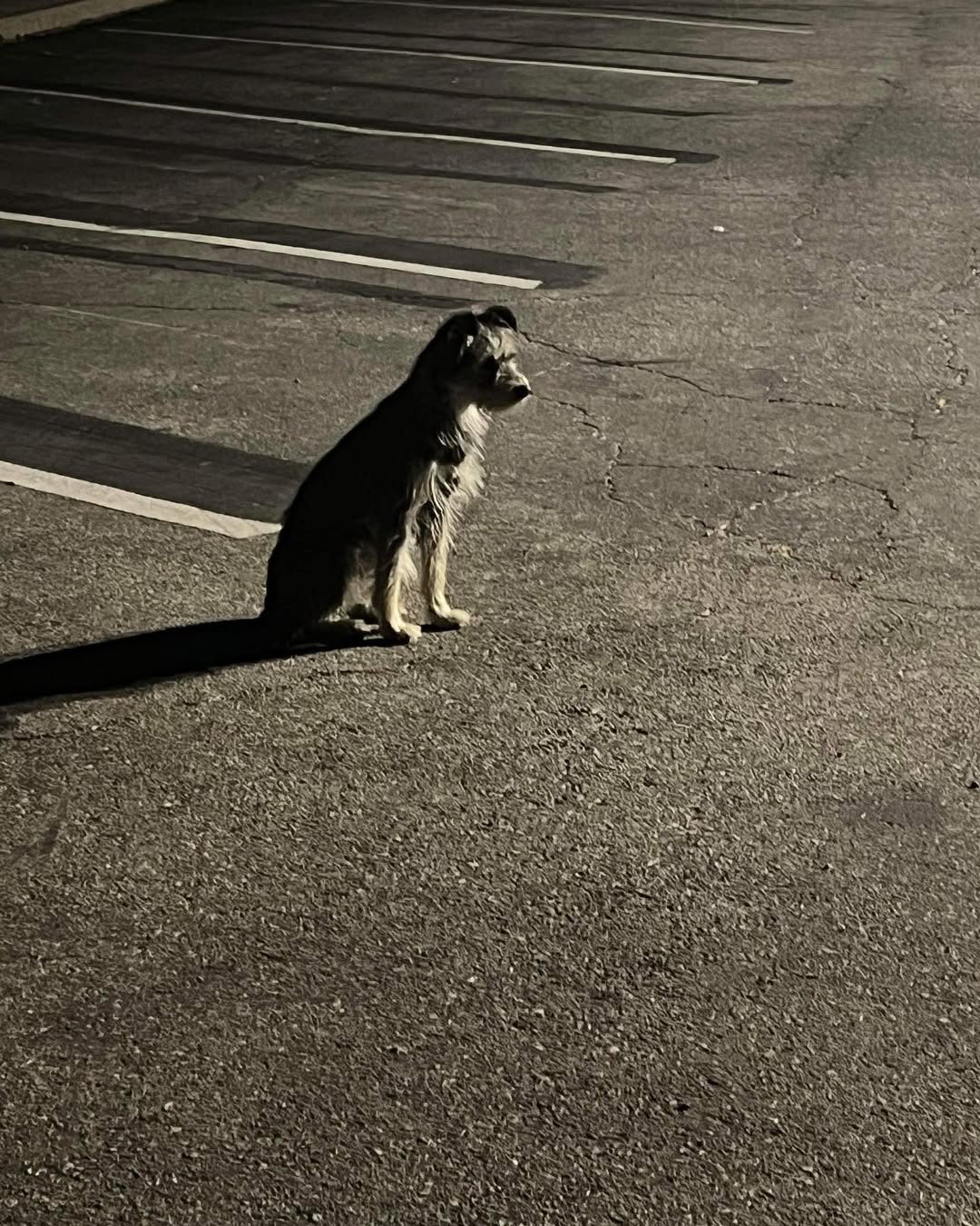 sad dog on street