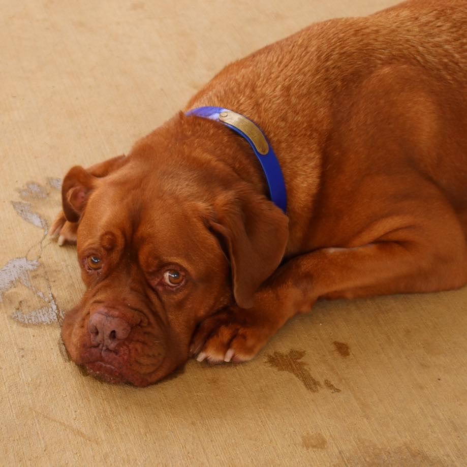 sad dog rooney