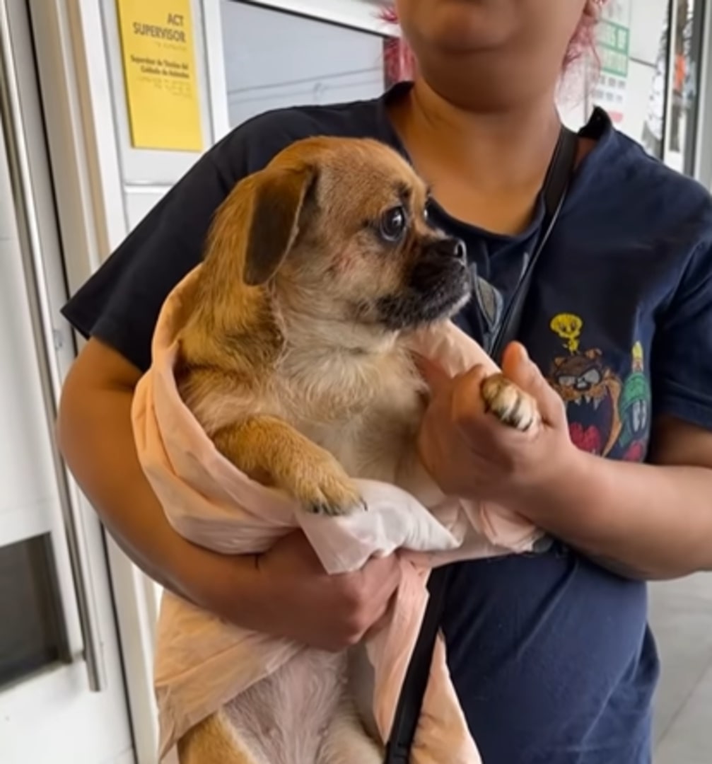 sad dog