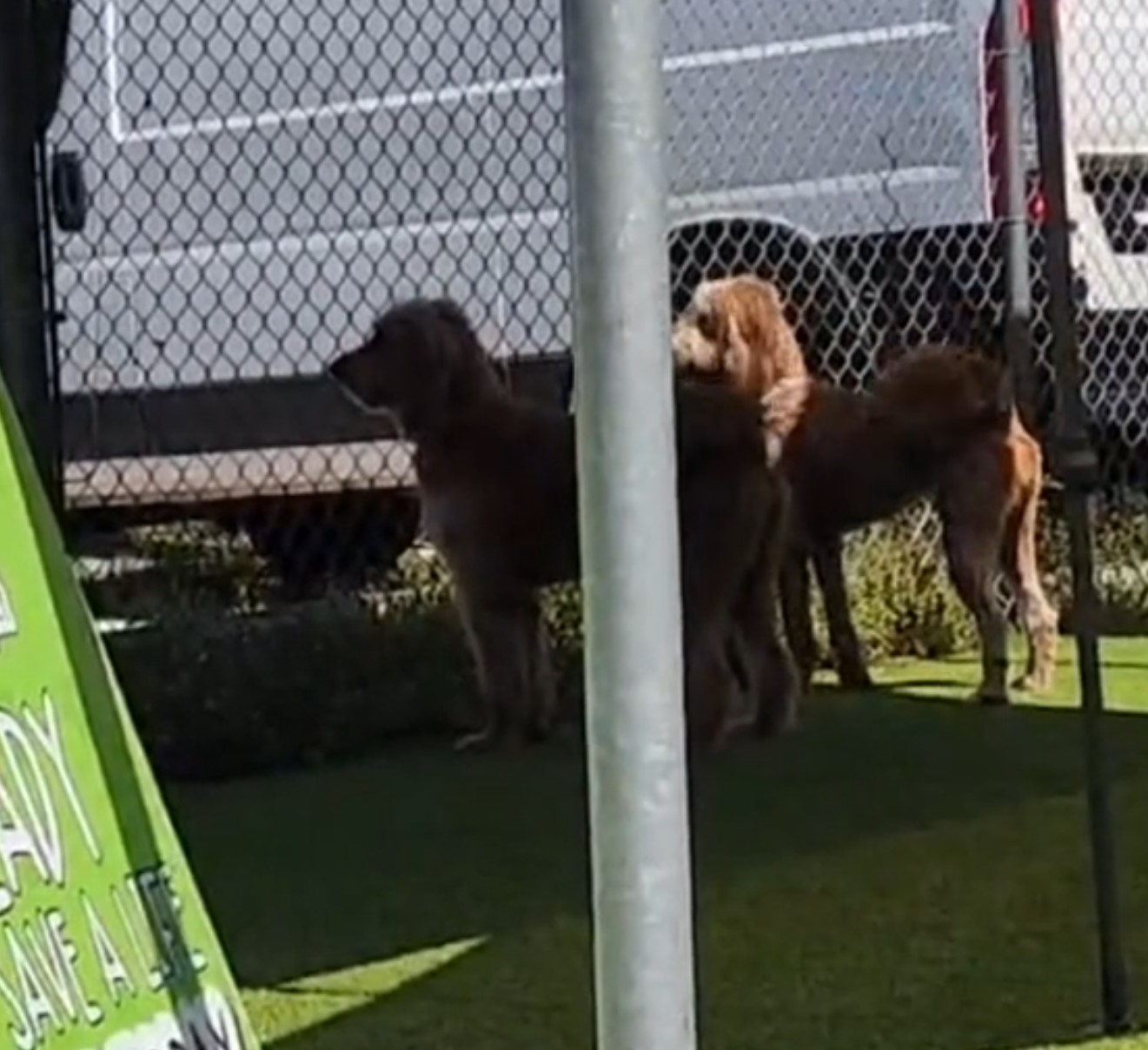sad dogs