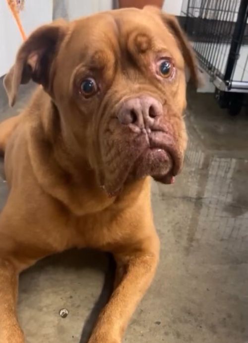 sad looking dog