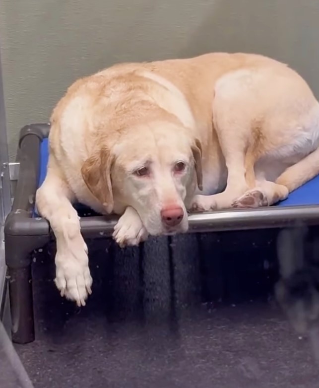 sad senior dog