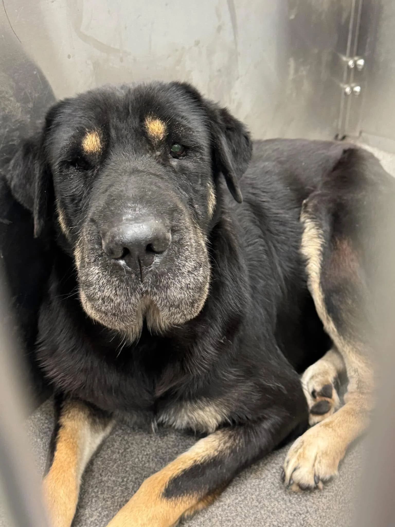 sad shelter dog