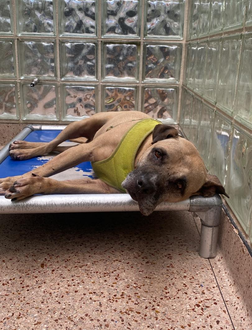 sad shelter dog