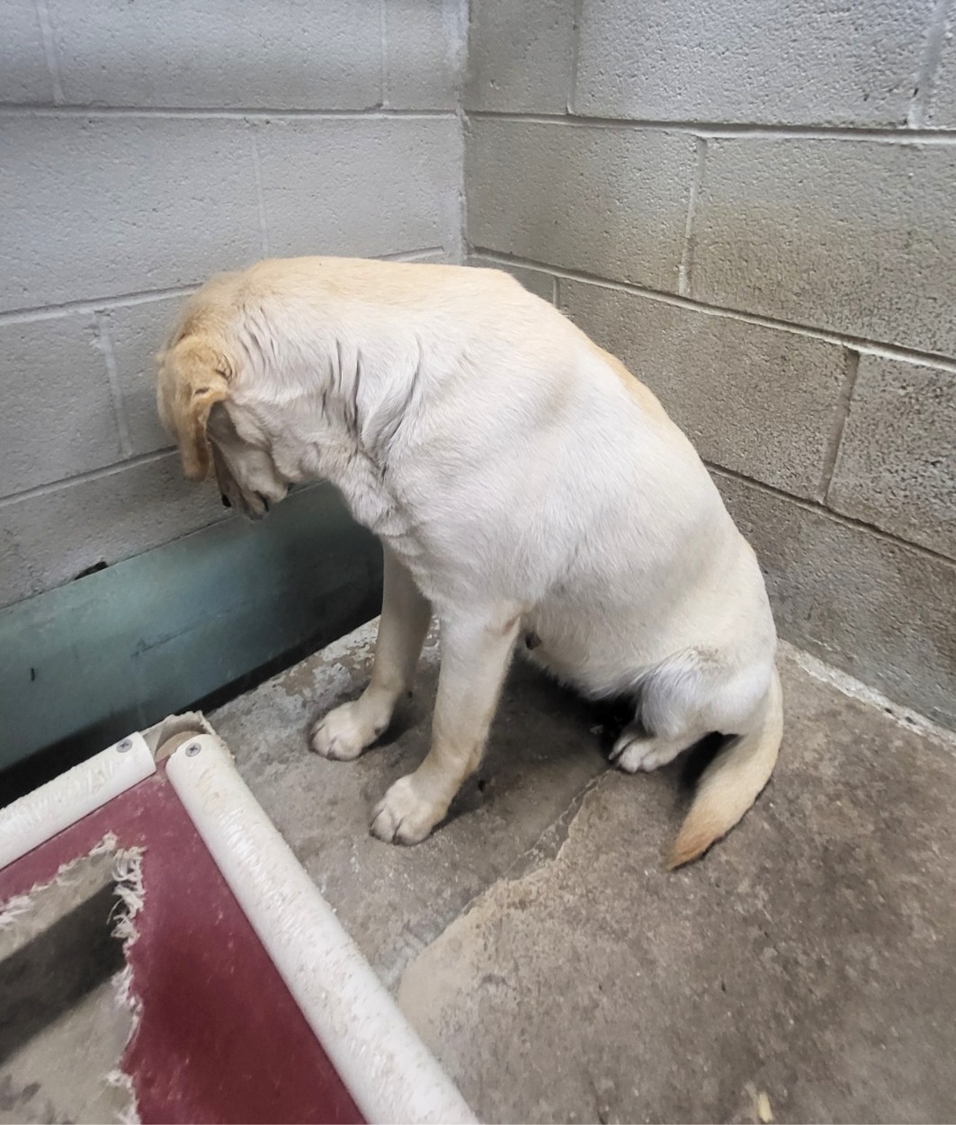 sad white dog in shelter