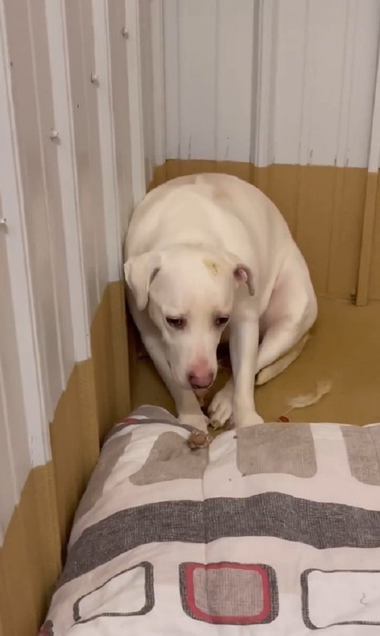 sad white dog