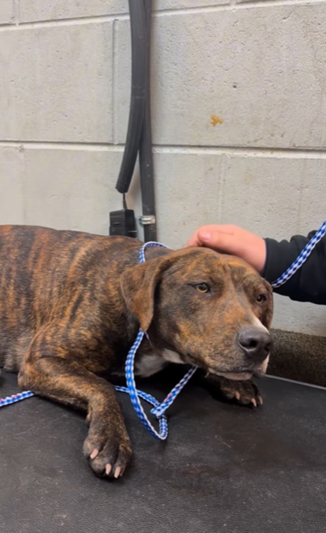 saved dog