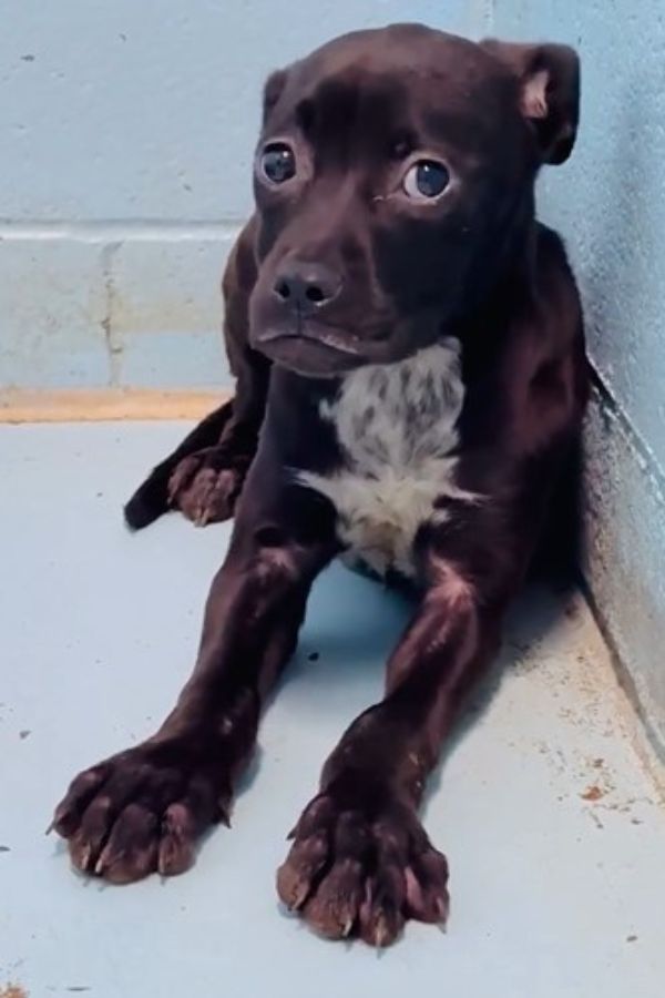 scared black dog