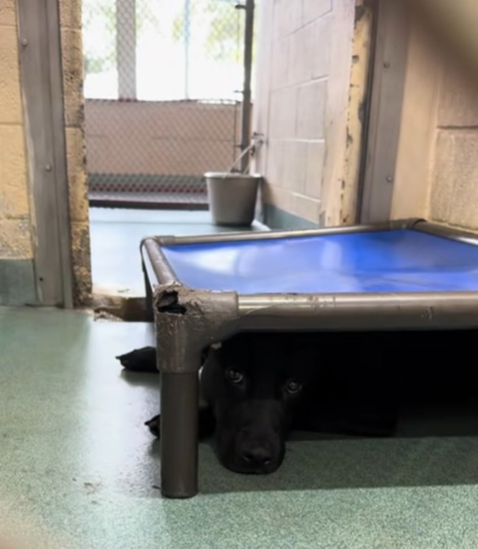 scared black dog