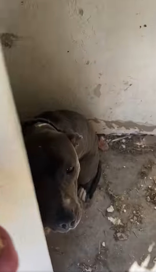 scared dog cowering behind the door