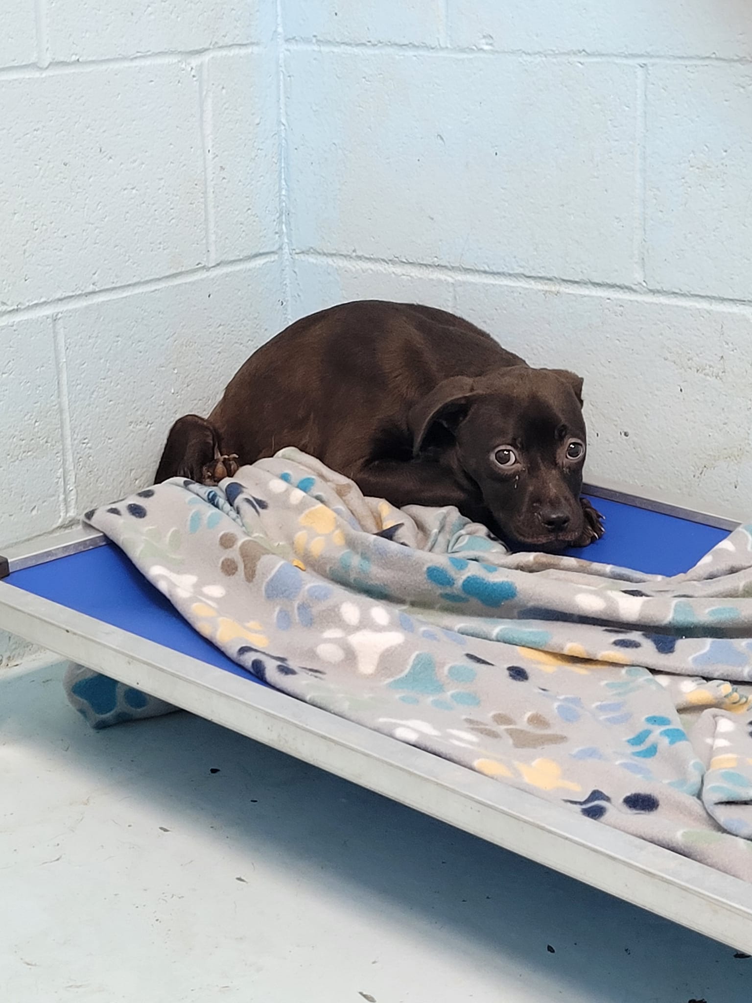 scared dog in shelter