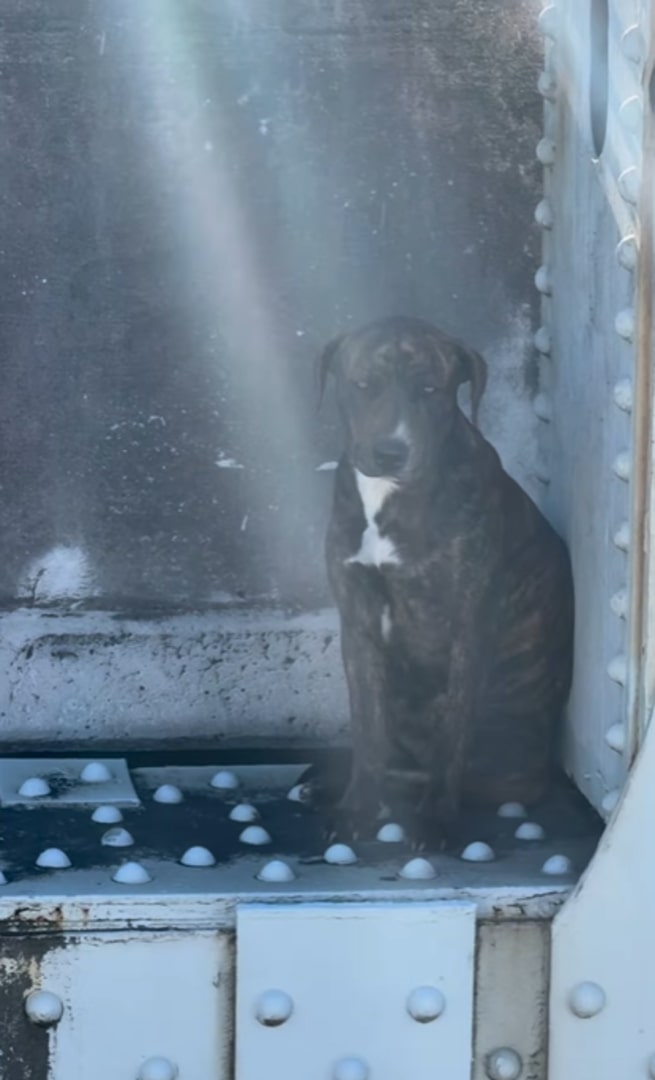 scared dog