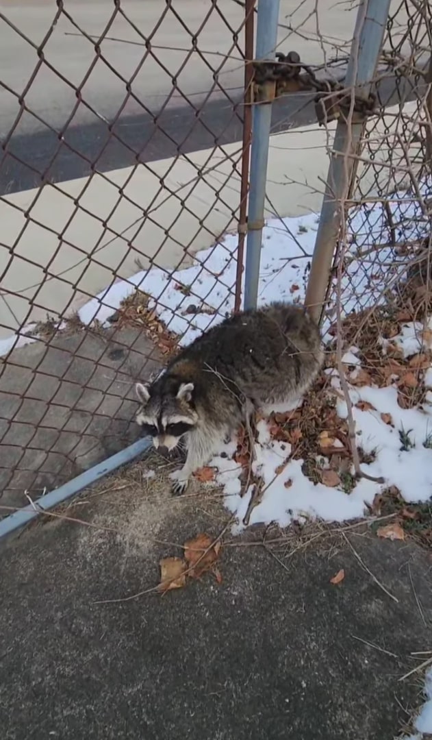 scared raccoon