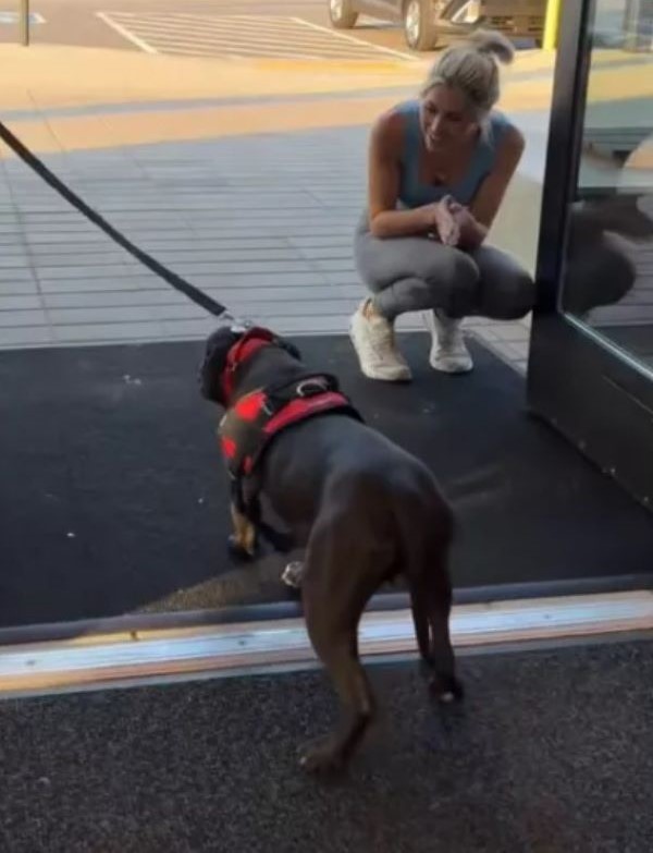 scared shelter dog